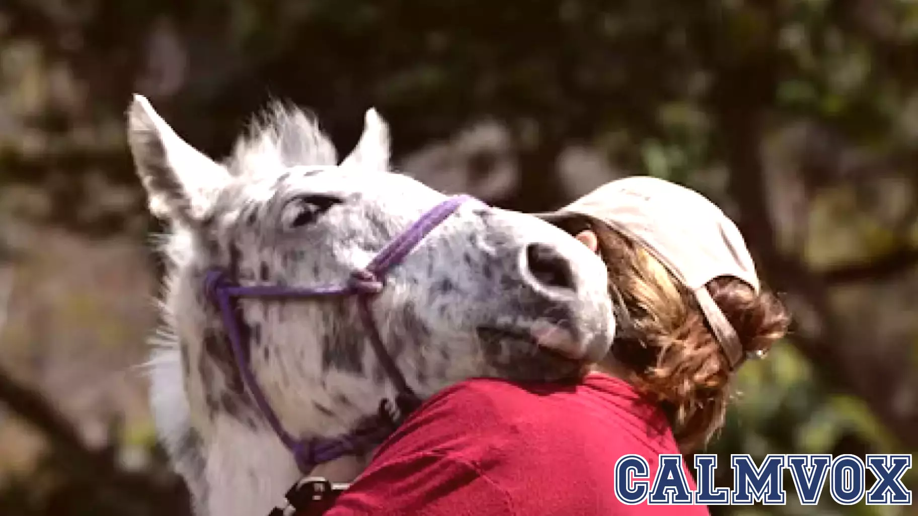 Bridging the Gap: The Unspoken Language Between Humans and Horses