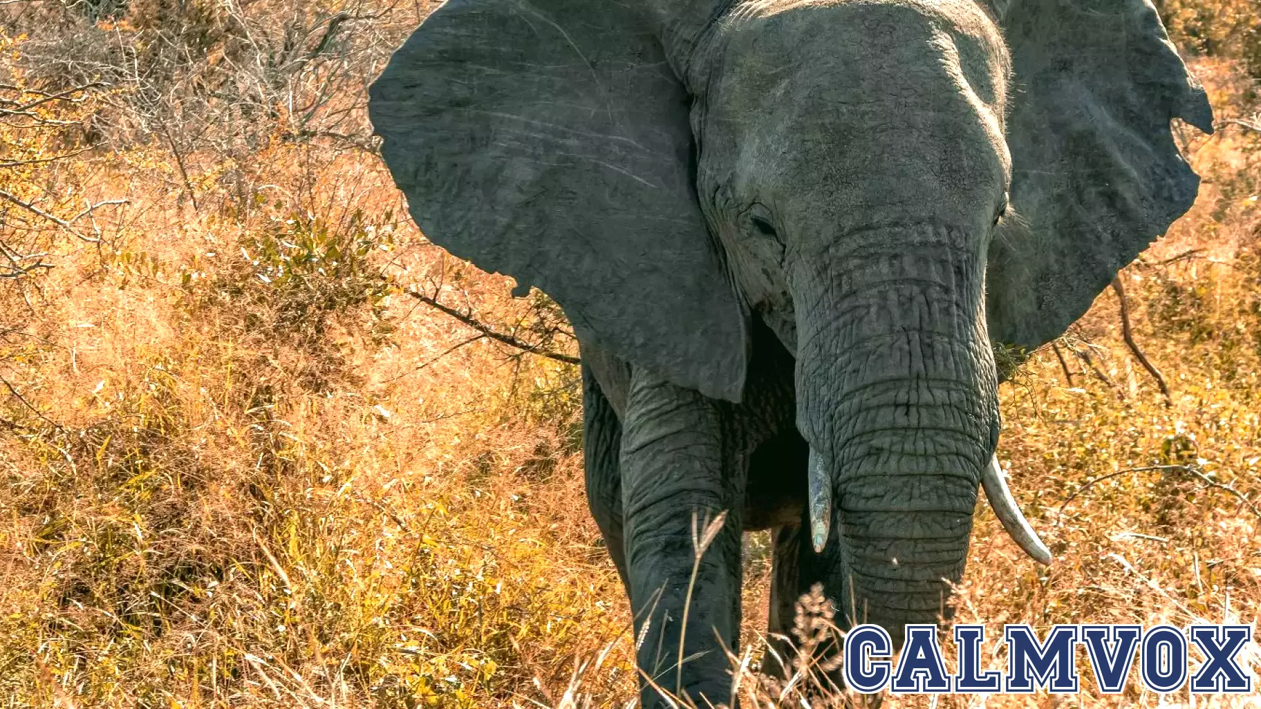 Challenging Biases in Animal Behavior Studies