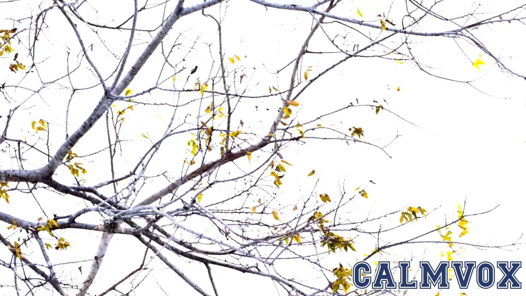 Embracing Spirituality: A Path to Alleviate Anxiety and Mental Distress