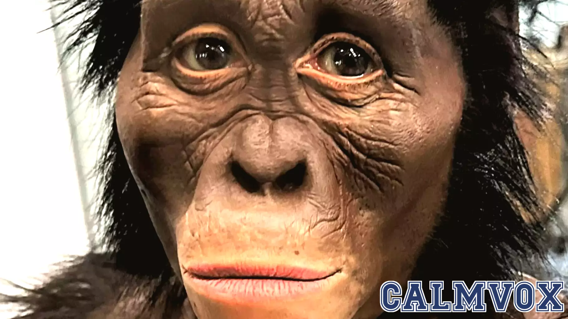 Embracing the Primate Perspective: A Grounded Understanding of Our Place in Nature