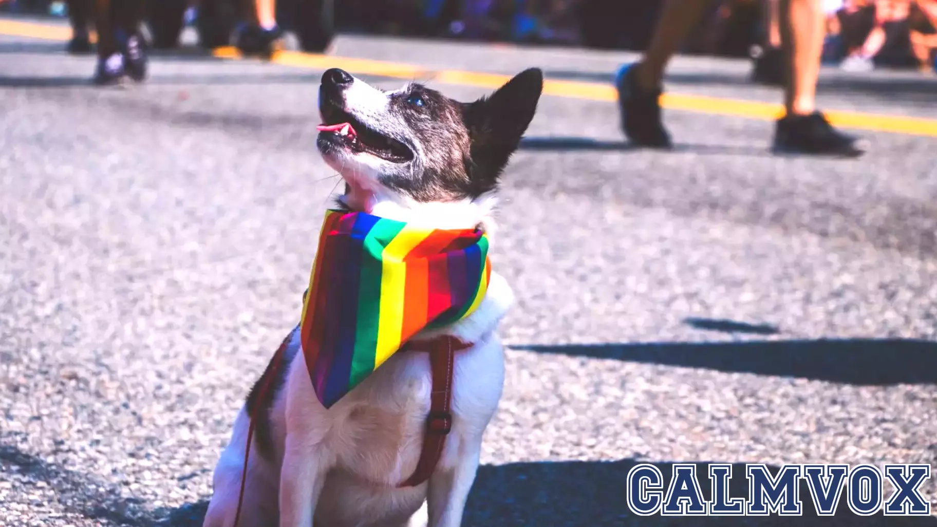 Exploring the Bond Between LGBTQ+ Individuals and Their Pets