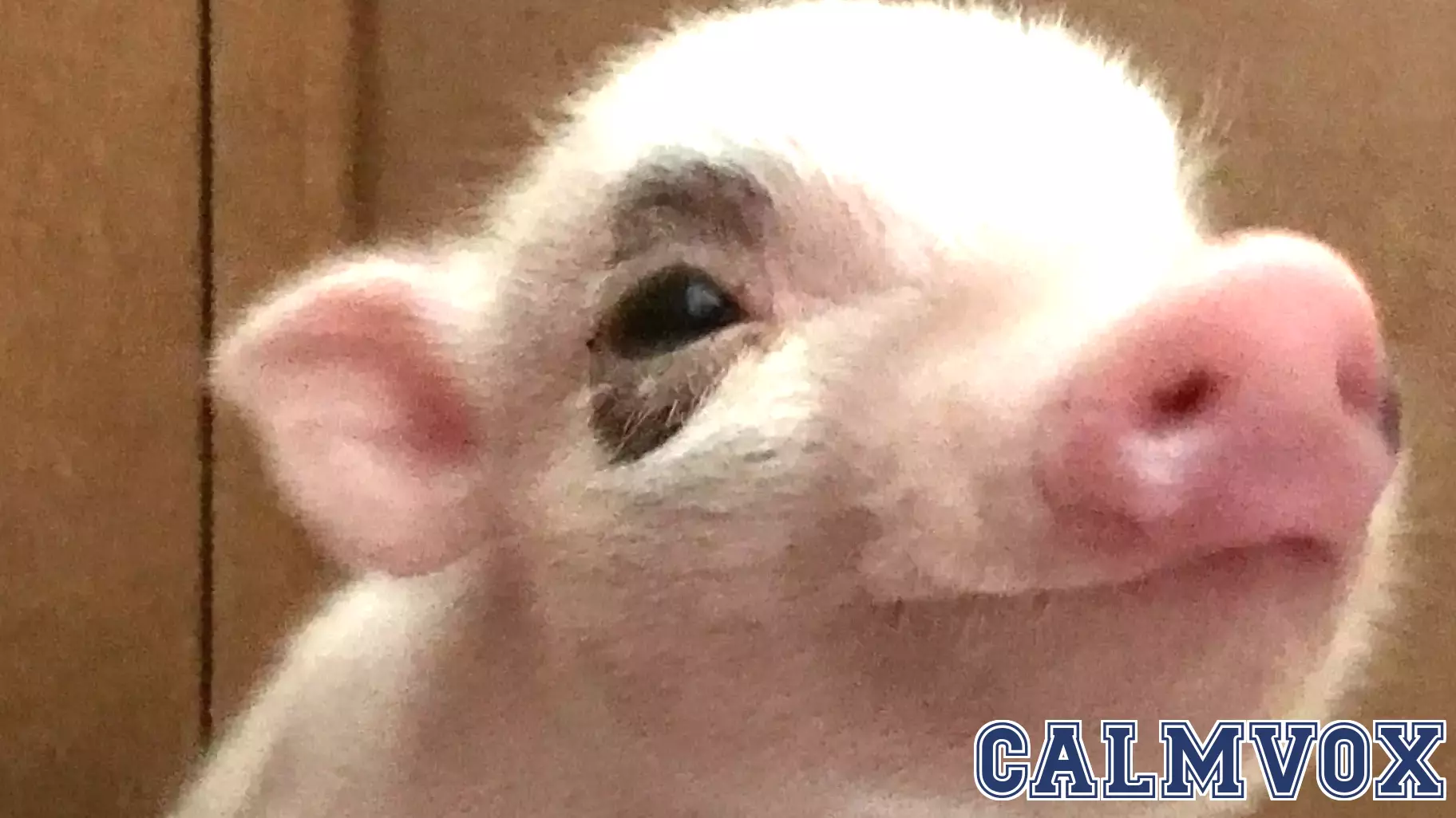 Transforming Chronic Pain into a Mission for Animal Welfare