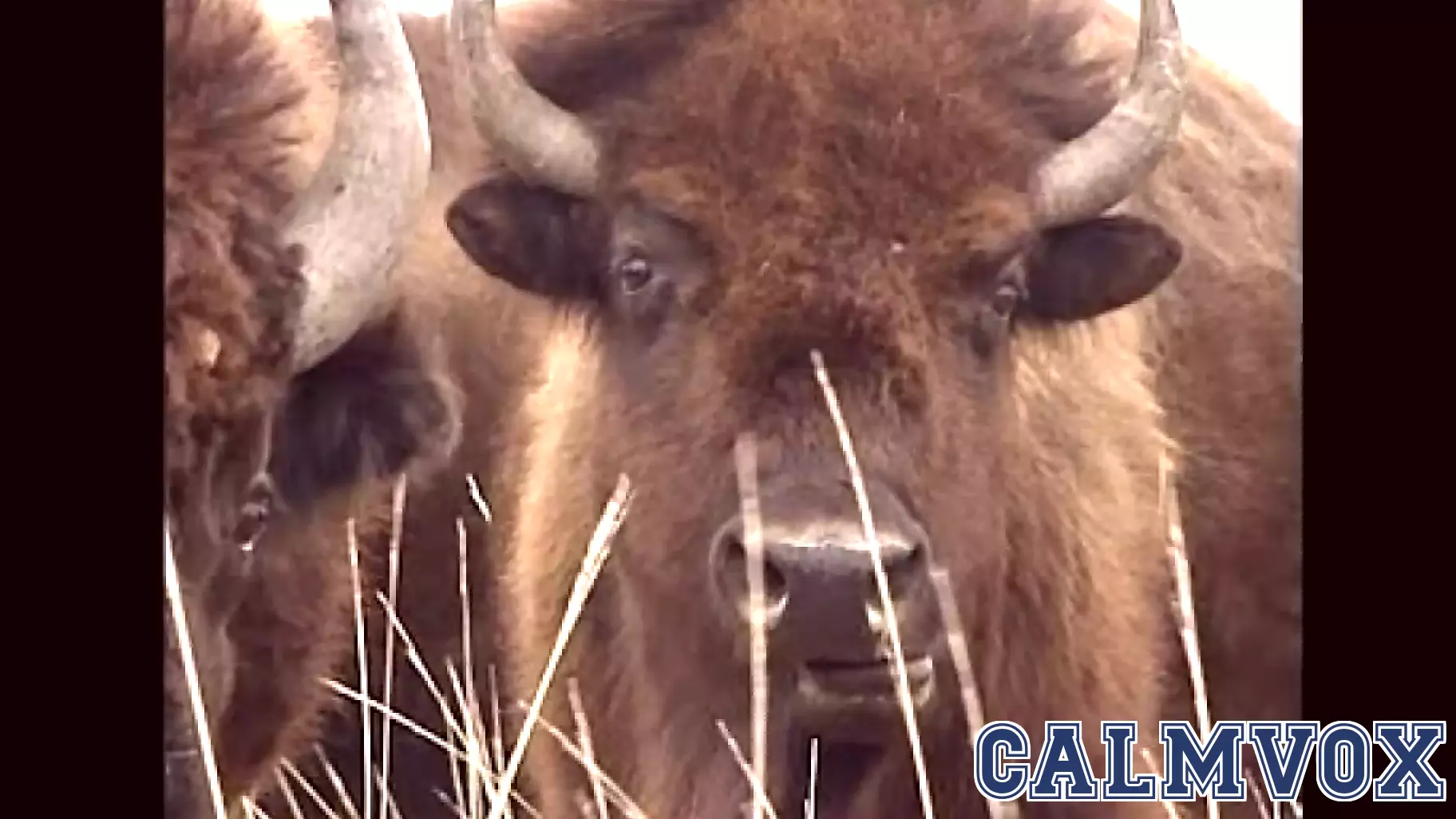 Understanding the Unique Traits of Buffalo in the Northern Plains