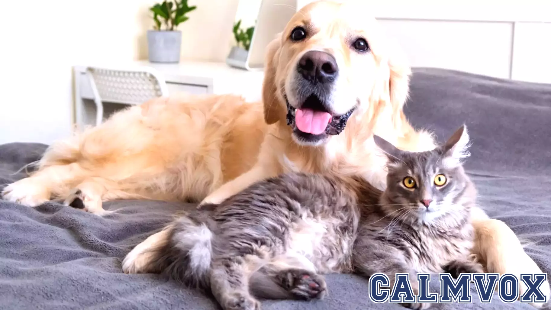 Unraveling the Mysteries of Your Pet's Everyday Behavior