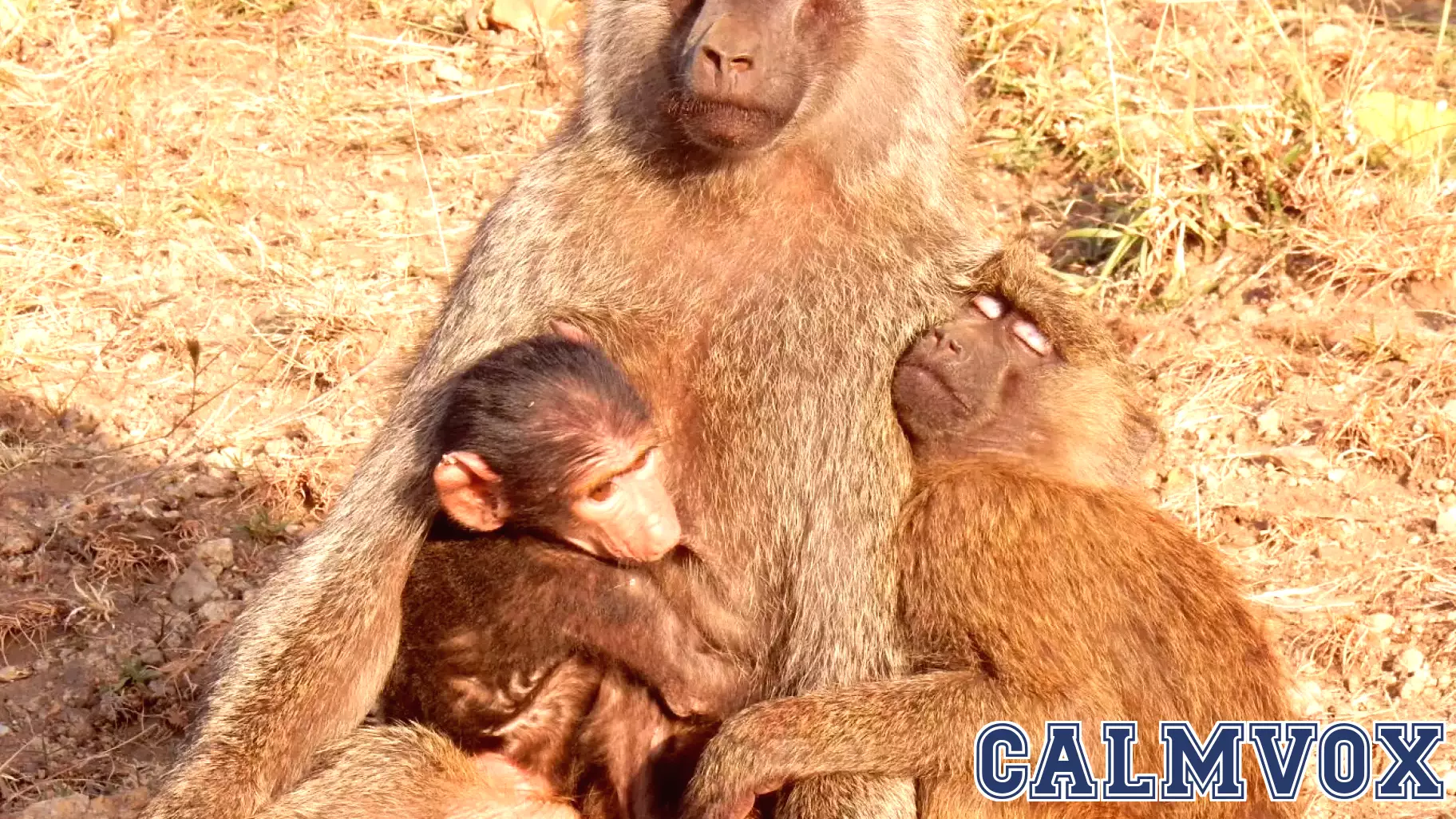 Unveiling the Complex Lives of Baboons