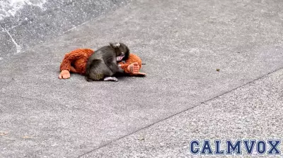 A viral monkey, his plushie, and a 70-year-old experiment: what Punch tells us about attachment theory