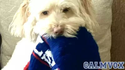 Does Dismissing a Head Coach Enhance Team Performance?