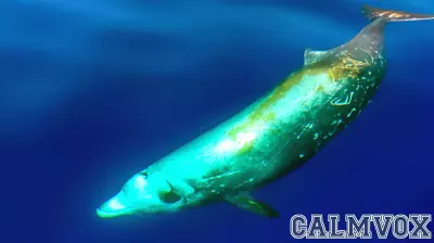 Eavesdropping on Beaked Whales Reveals the Secrets of Their Deepwater Lives