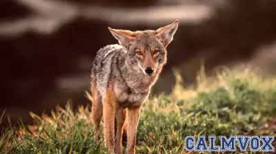 Embracing Resilience: Lessons from the Coyote