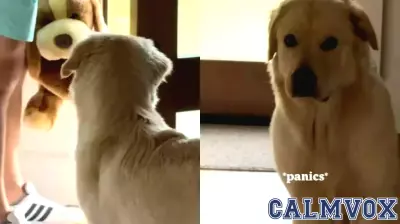 Golden Retriever Outwits Owner with Clever Reverse Psychology Trick