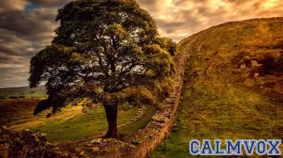 The Emotional Impact of the Sycamore Gap Tree's Demise