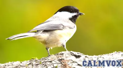 The Remarkable Bravery of the Black-Capped Chickadee