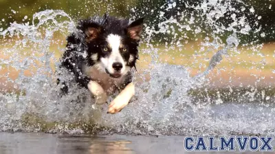 Understanding Dogs in a Human-Centric Society