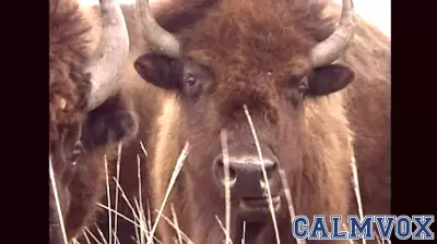 Understanding the Unique Traits of Buffalo in the Northern Plains