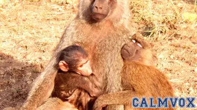 Unveiling the Complex Lives of Baboons